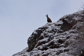 CARONA - VALSAMBUZZA - PES GERNA - MONTE MASONI il 16 aprile 2011 - FOTOGALLERY